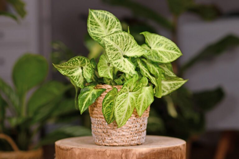 10 Ways To Style Houseplants for a Cozier December Home