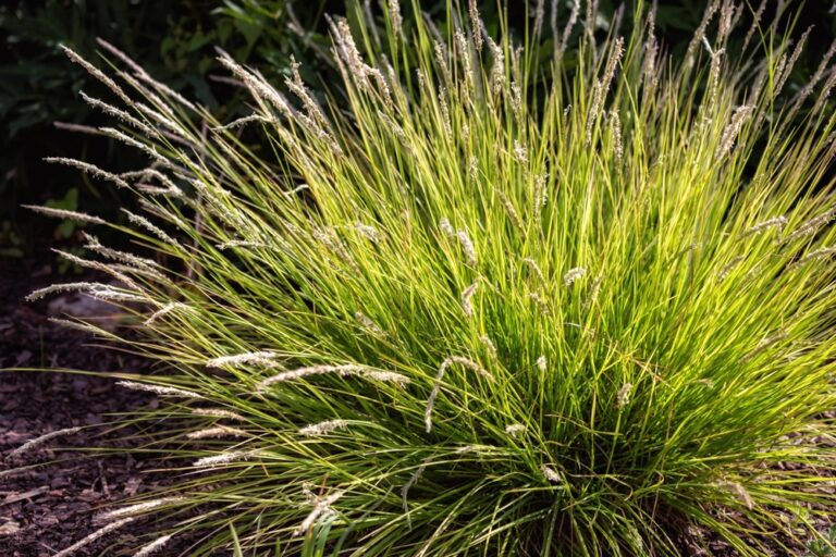 12 Ornamental Grasses That Glow in Cool Weather