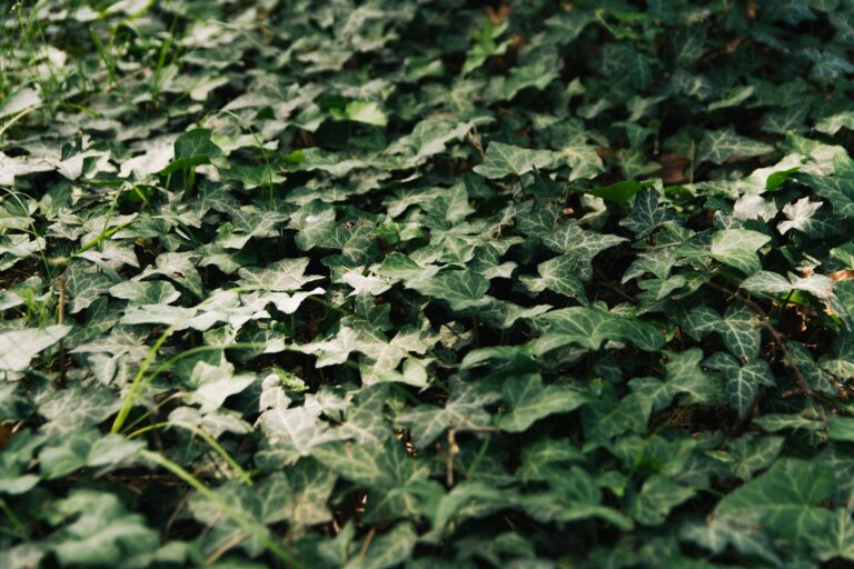11 Gorgeous Ground Covers That Are Perfect Lawn Alternatives