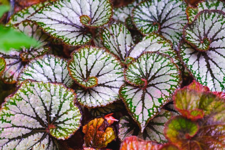 10 Colorful Rex Begonias That Make Great Indoor Plants