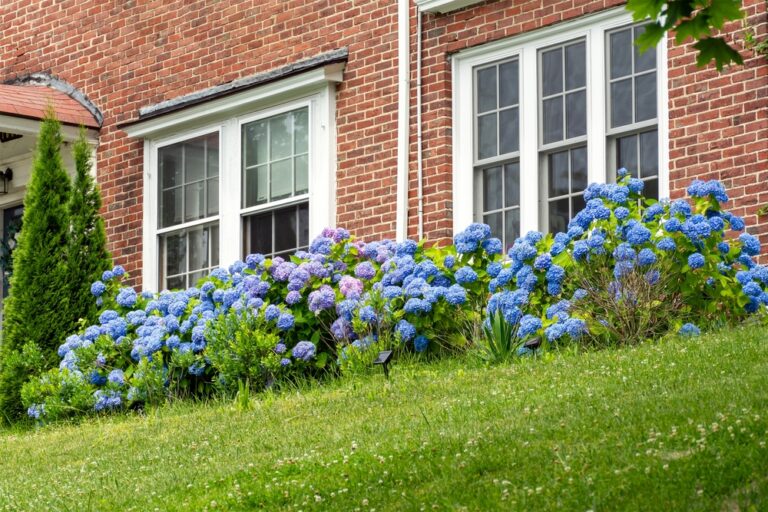 12 Erosion-Fighting Plants That Thrive on Slopes