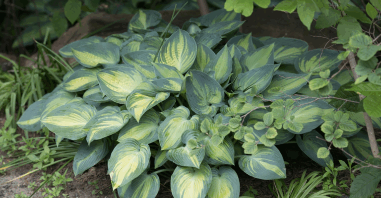 18 Hardy Plants Perfect for Clay Soil Gardens