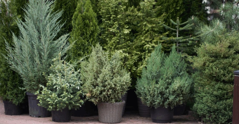 17 Tall Potted Plants That Double as Stylish Privacy Screens