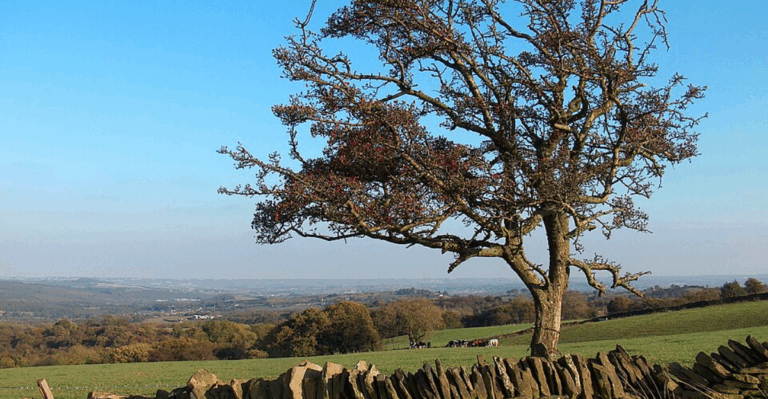 20 Wildlife-Friendly Trees Every Nature Lover Should Plant