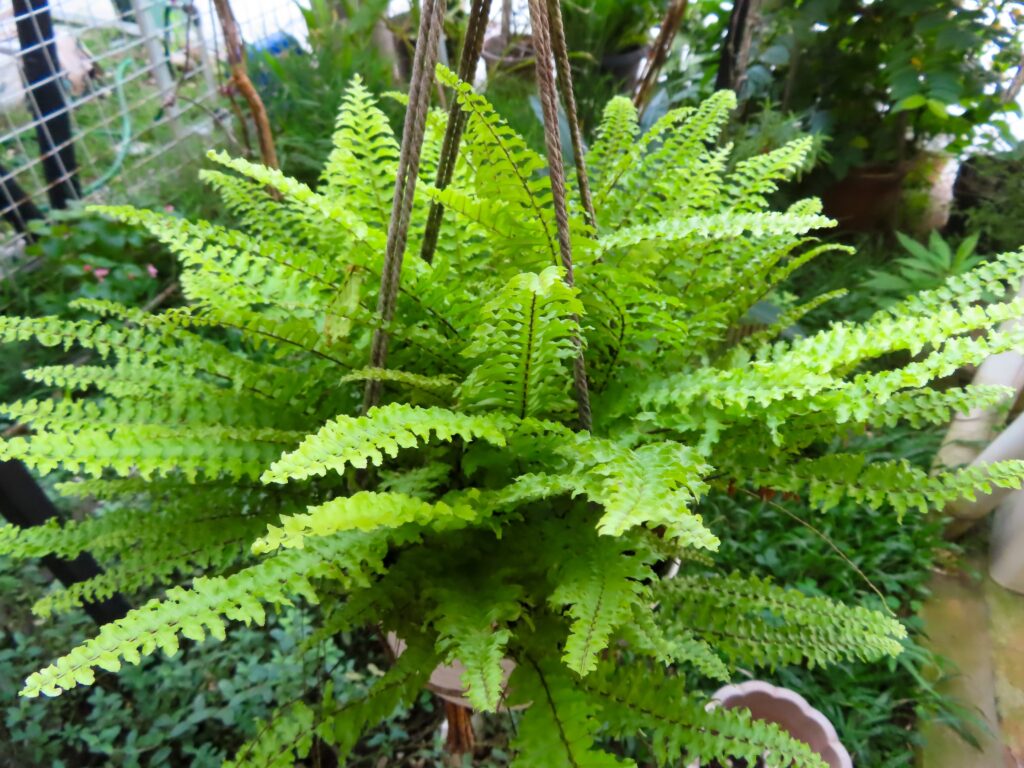Boston Fern (Nephrolepis exaltata)