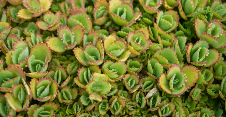 12 Stunning Mother of Thousands Varieties You’ll Want to Grow