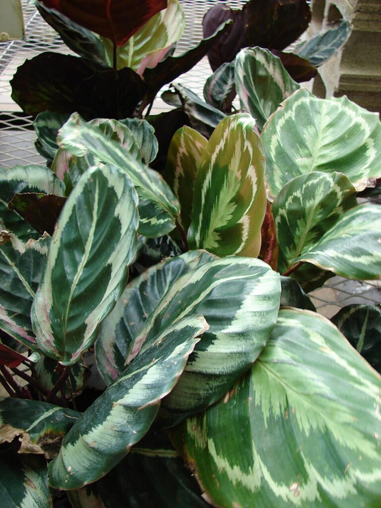 calathea