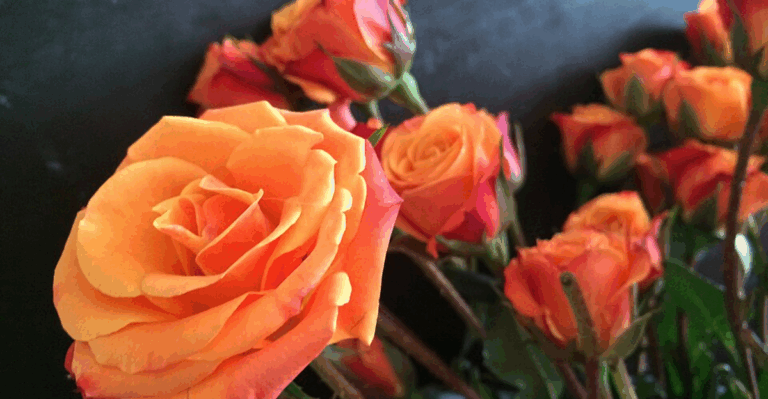 12 Unique Orange Roses to Brighten Up Your Yard