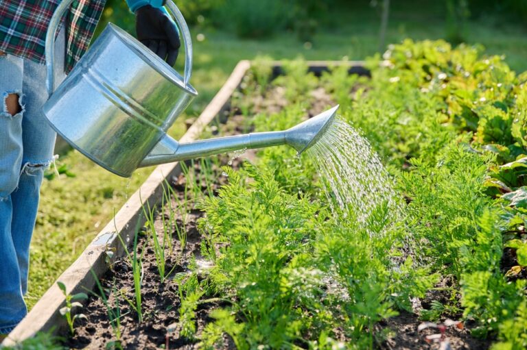 13 Best Fall Garden Crops for Raised Beds