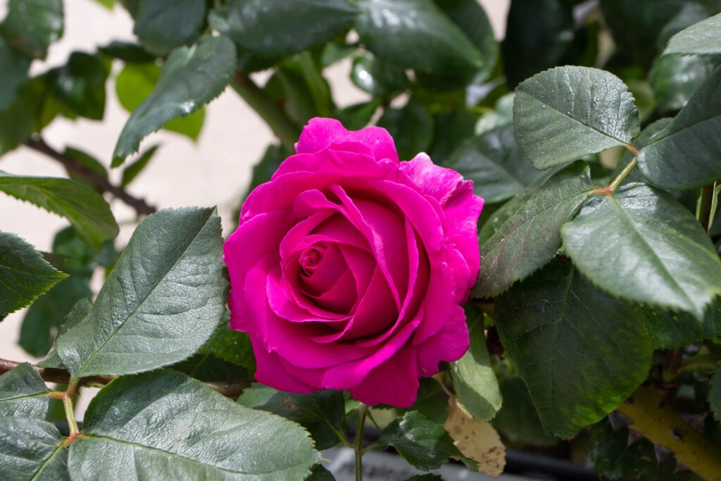 Chartreuse de Parme Rose