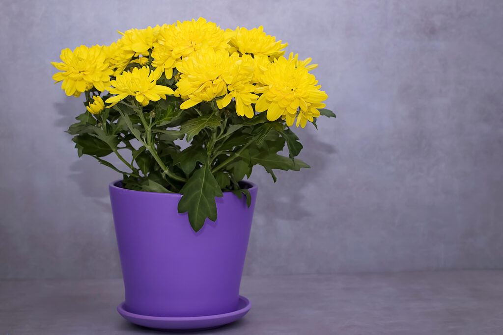Chrysanthemum (Indoor varieties)