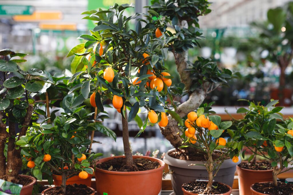 dwarf citrus tree