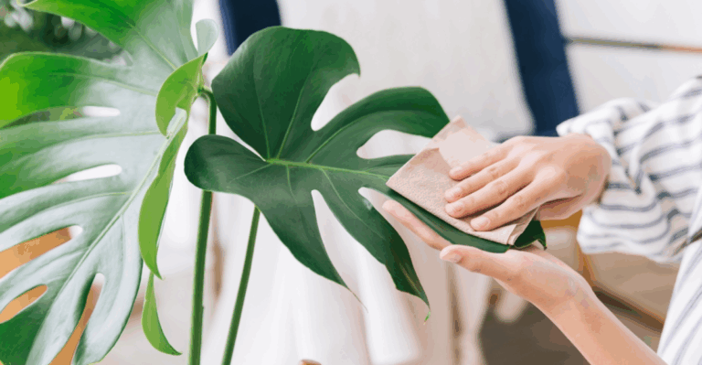 15 Ways to Gently Clean Your Houseplant Leaves Without Damage