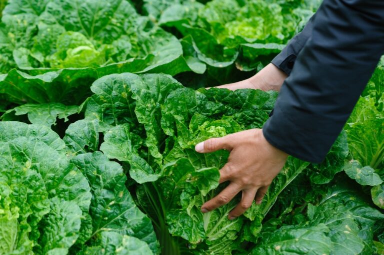 11 Popular Foods That Are Surprisingly Illegal to Grow Yourself
