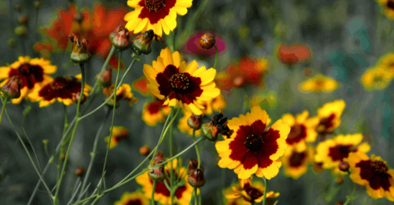 15 Beginner-Friendly Flowers for Next Year’s Garden