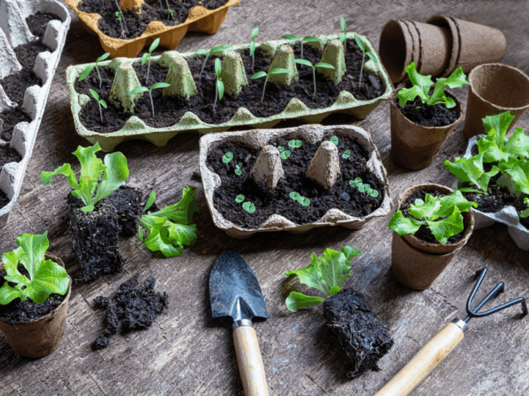 11 Indoor Seedling Problems That Show Up In Early March And Fixes