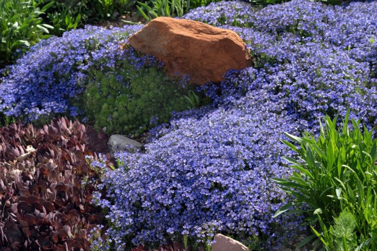 12 Low-Growing Plants That Spread Into Gorgeous Green Carpets