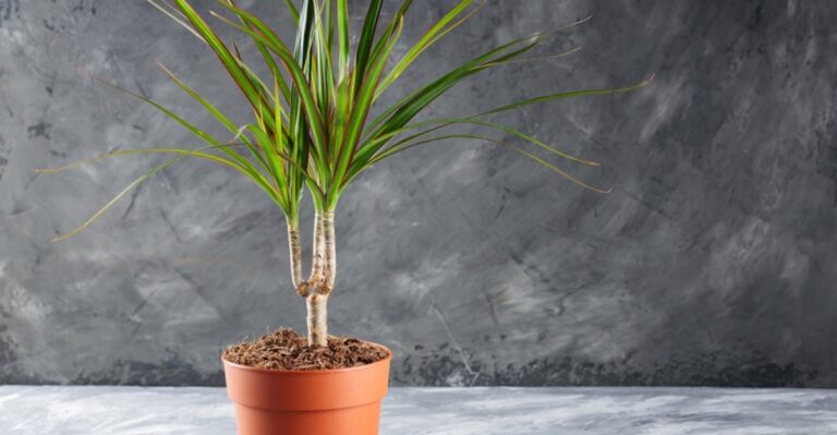 16 Best Plants For Rooms Without Windows