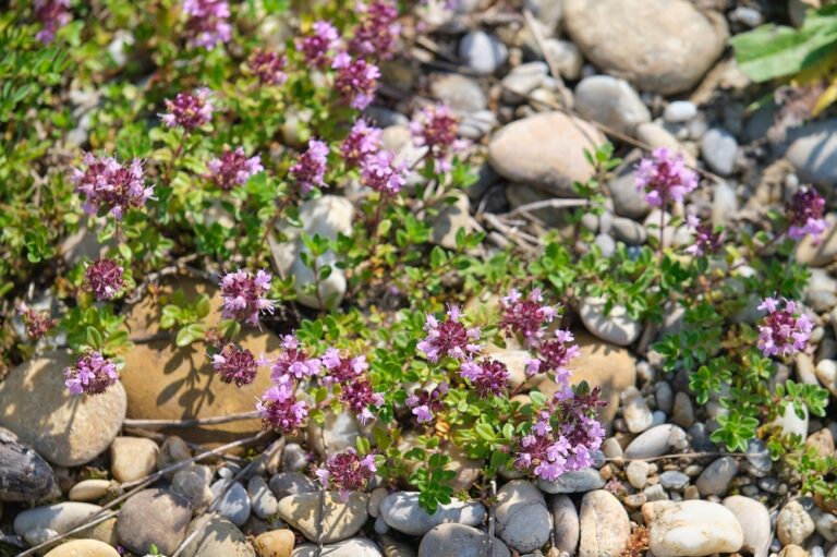 13 Hardy Plants That Give You Great Results in Poor Soil