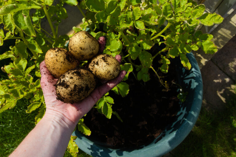 11 Easy Tips for Growing Potatoes in Pots