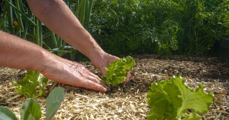 11 Vegetables and Plants Perfect for August Planting