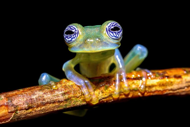 12 Fascinating Animals You Won’t Believe Actually Exist