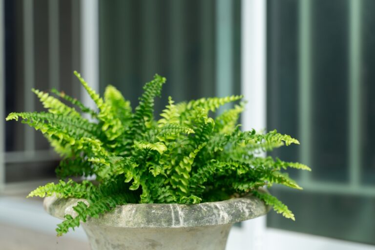 14 Plants Perfect for Building a Rain Garden
