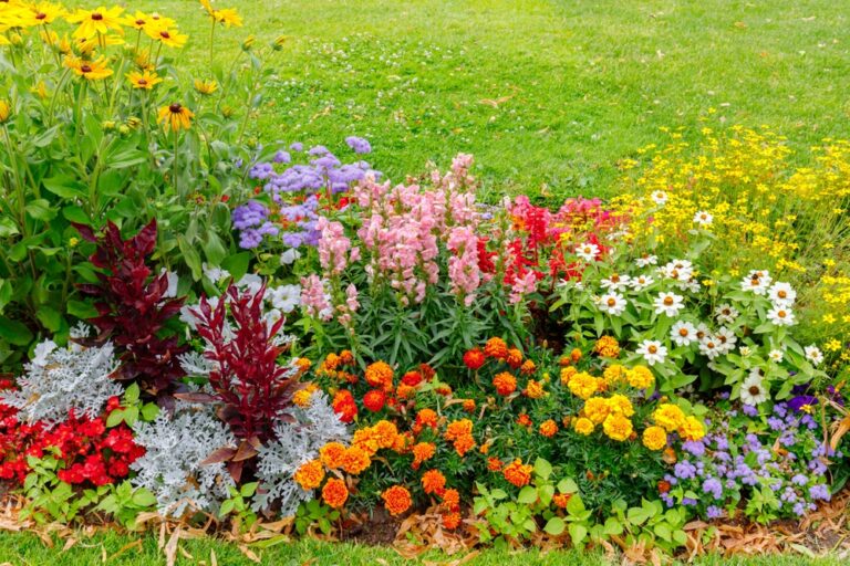 13 Heat-Tolerant Flowers Perfect for Sunny Spots