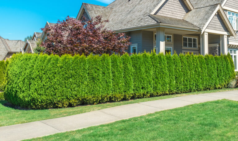 12 Evergreen Hedge Plants That Add Year-Round Privacy and Charm