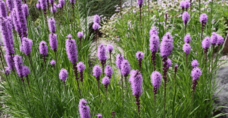 19 Stunning Pink Perennials to Brighten Your Garden Year-Round