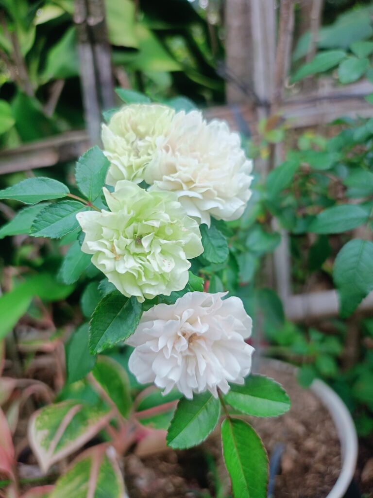 Green Ice Rose