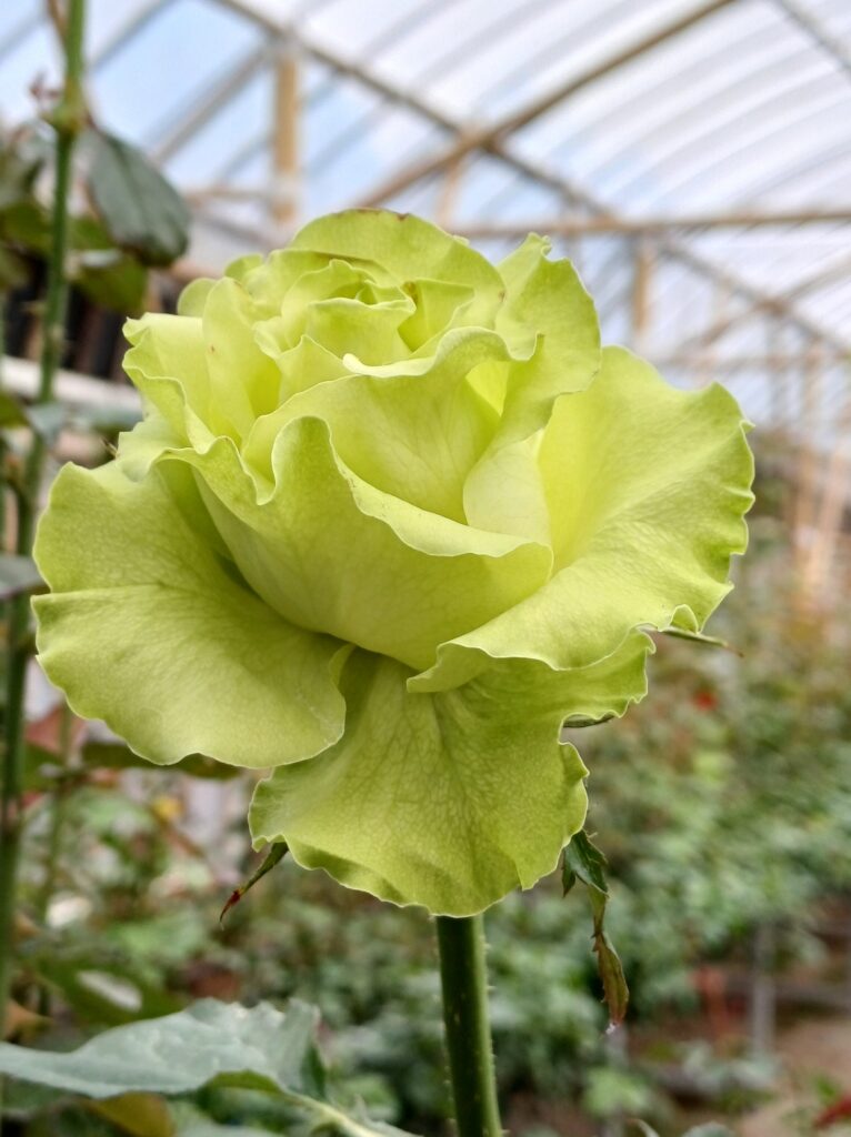 Green Planet Rose
