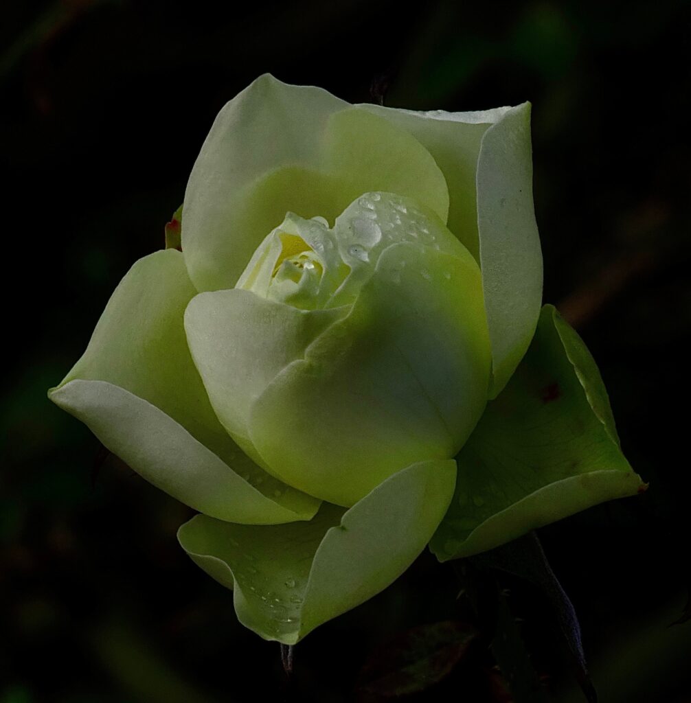 Green Tea Rose