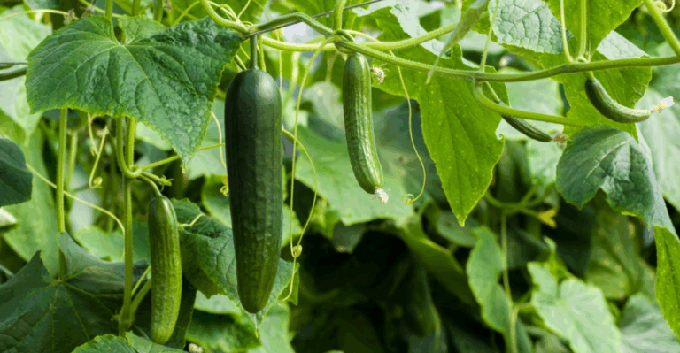 17 Secrets to Growing the Juiciest Cucumbers in Your Garden