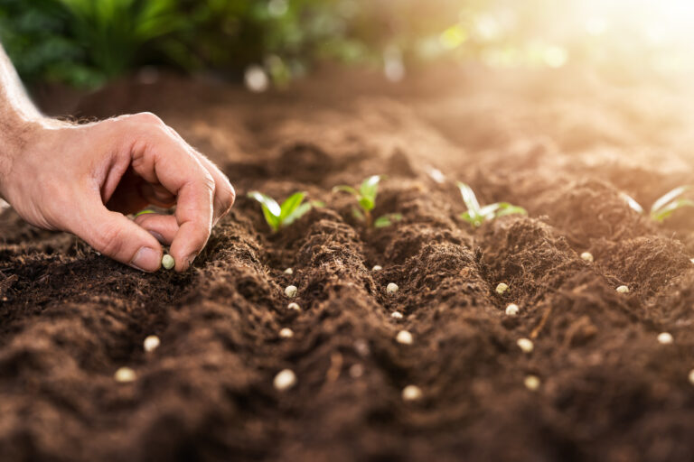 20 Affordable Flower Seeds That Grow Easily Outdoors