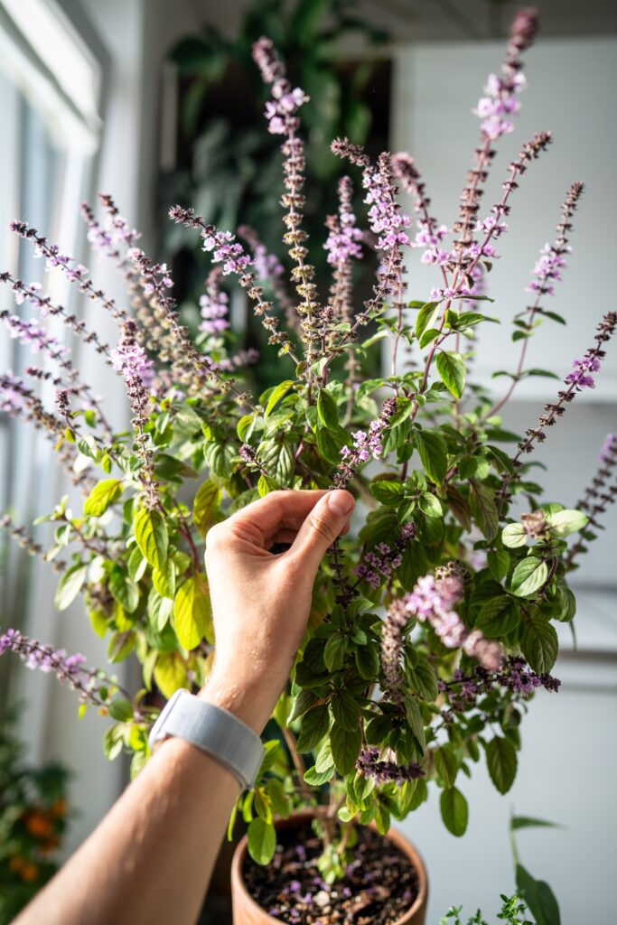 hand touching basil