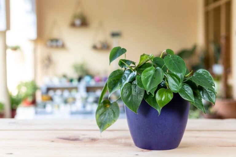 11 Best Trailing Plants for Shelves and Hanging Pots
