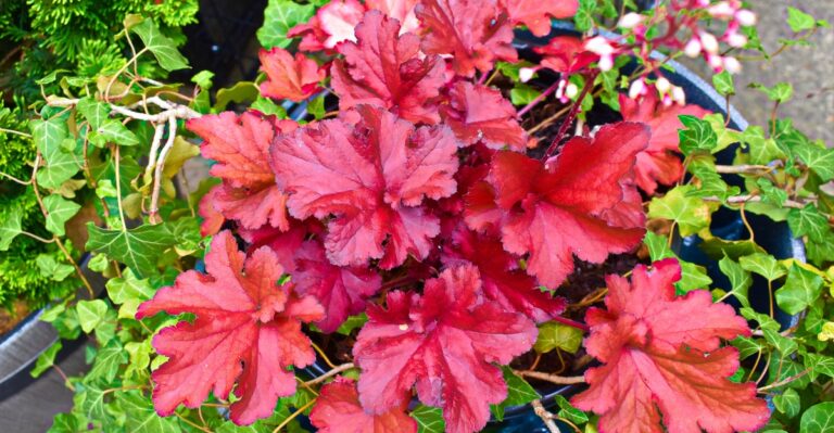 14 Low-Growing Flowers That Brighten Up Small Gardens