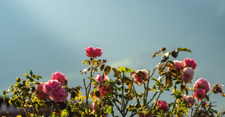 17 Italian Roses Known for Their Beauty and Charm