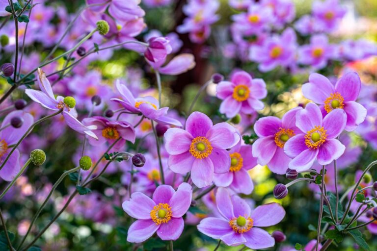 14 Fall Perennials That Look Their Best Right Now
