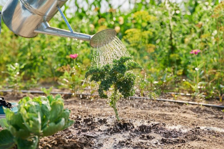 13 Early March Watering Rules For Unpredictable Weather