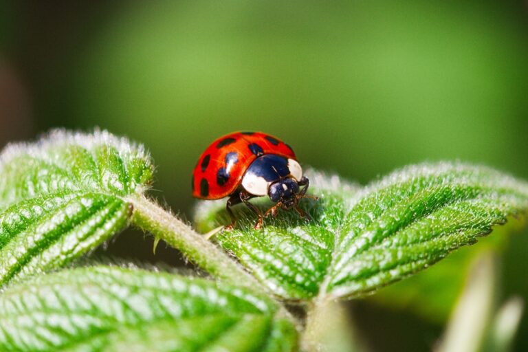 11 Ways Ladybugs Help Your Garden Thrive