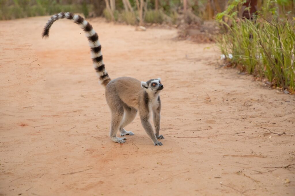 lemur