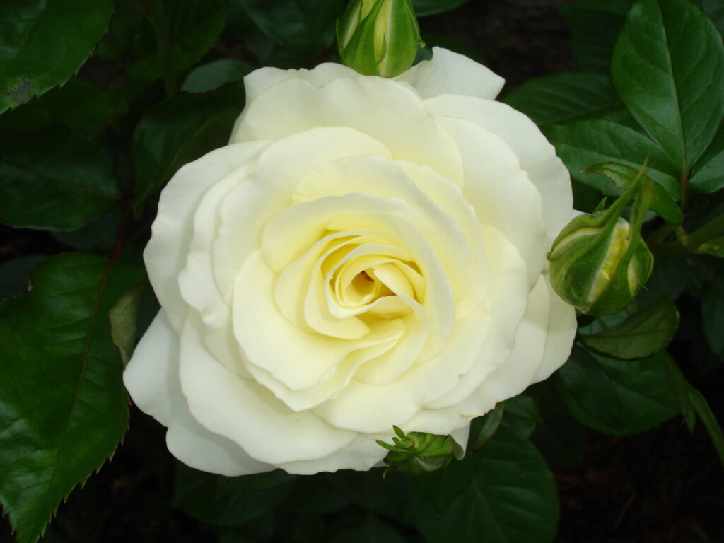Limelight Rose