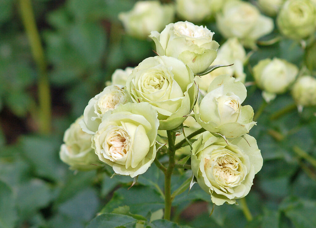 Lovely Green Rose