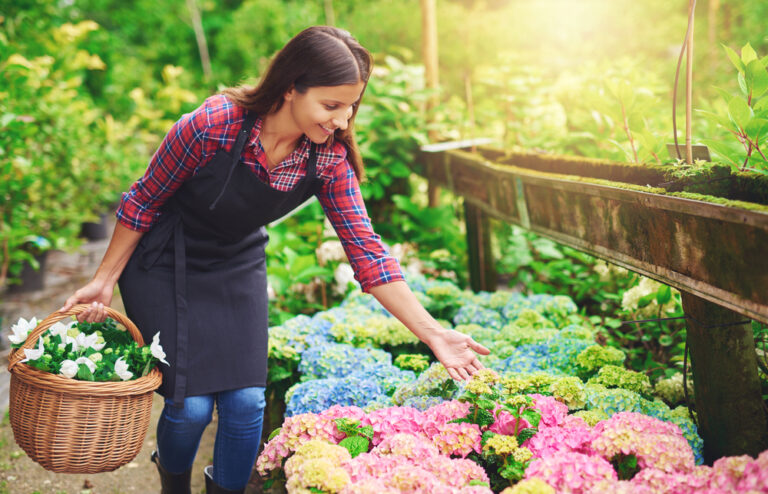 12 Hardy Hydrangeas Perfect for Beginners