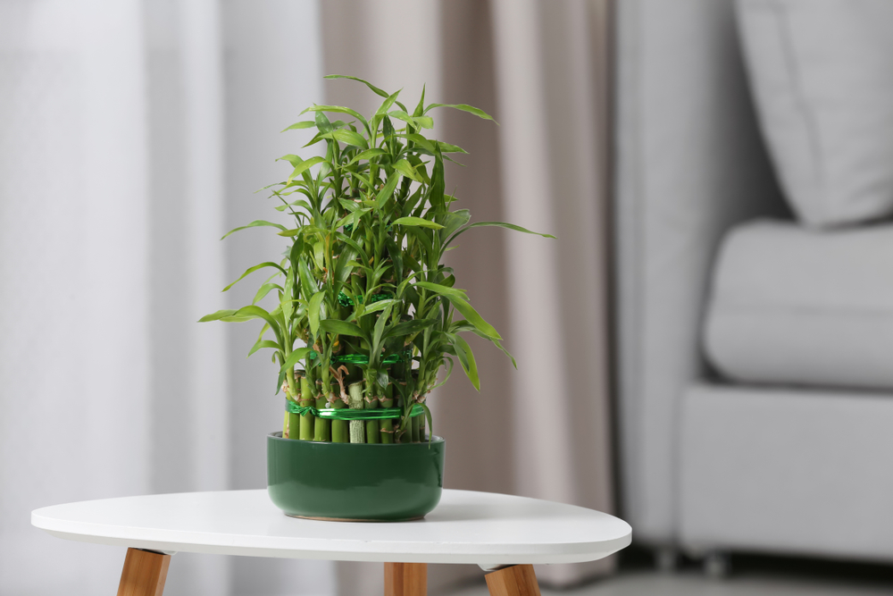 lucky bamboo