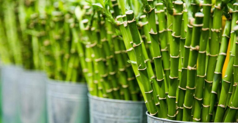 12 Money Plants Believed to Attract Wealth and Luck