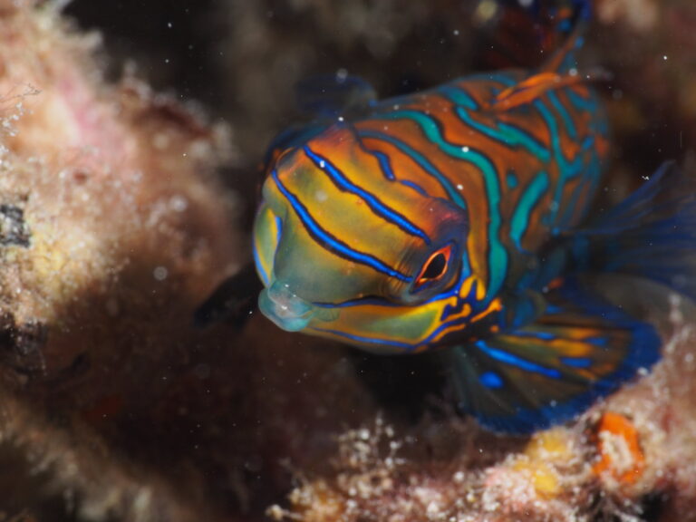 13 Rare and Colorful Animals That Look Straight Out of a Painting