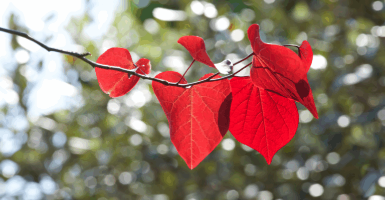 13 Gorgeous Trees That Grow Heart-Shaped Leaves